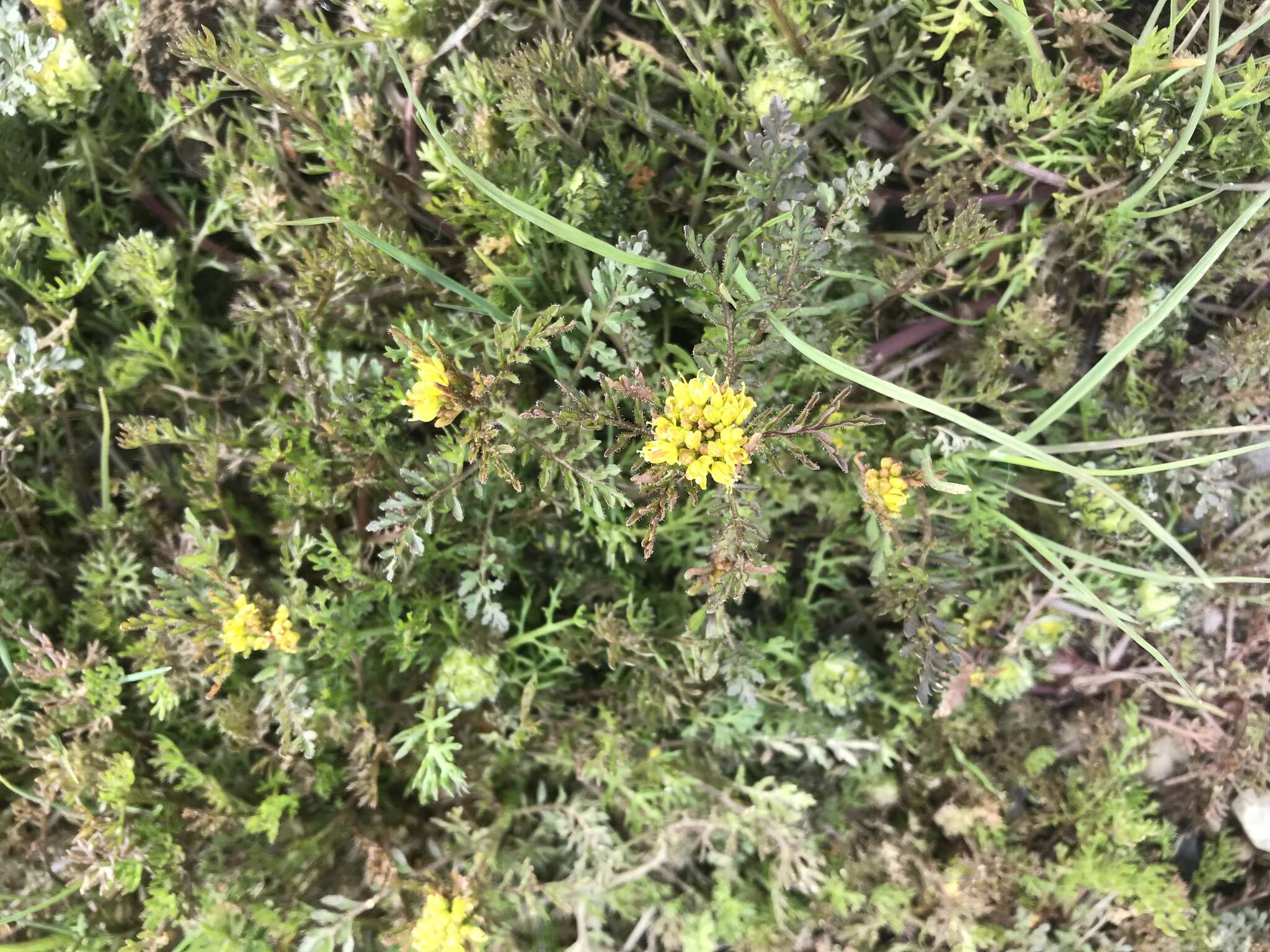 Image of northern tansymustard