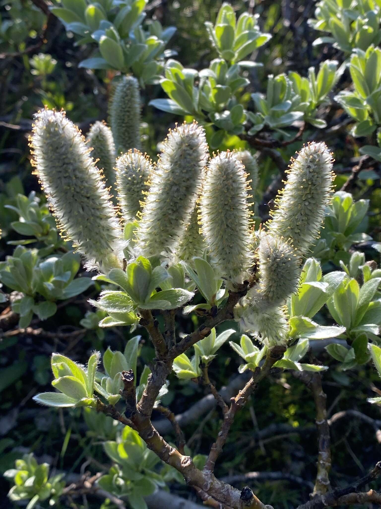 Image of Barratt's Willow