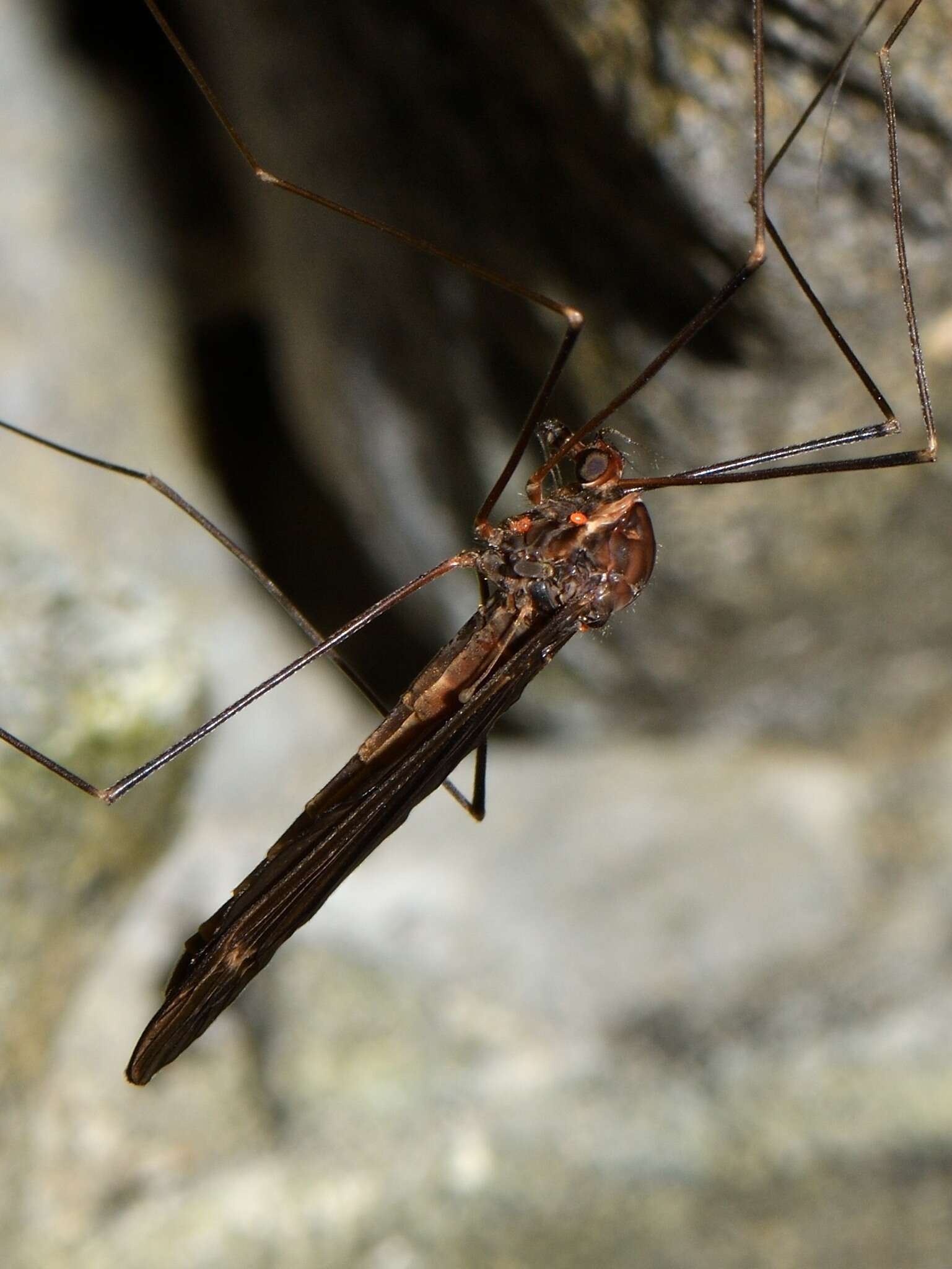 Image of Austrotipula hudsoni (Hutton 1900)