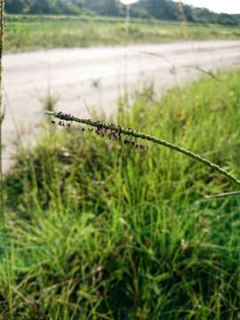 Image of bahiagrass