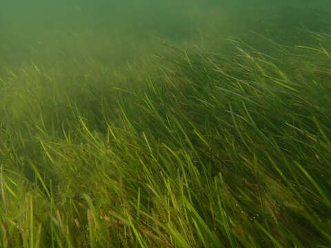 Sivun Zostera nigricaulis (J. Kuo) S. W. L. Jacobs & Les kuva