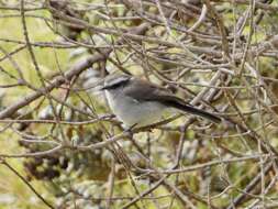 Ochthoeca leucophrys (d'Orbigny & Lafresnaye 1837)的圖片