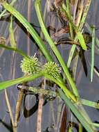 Image of Floating Bur-reed