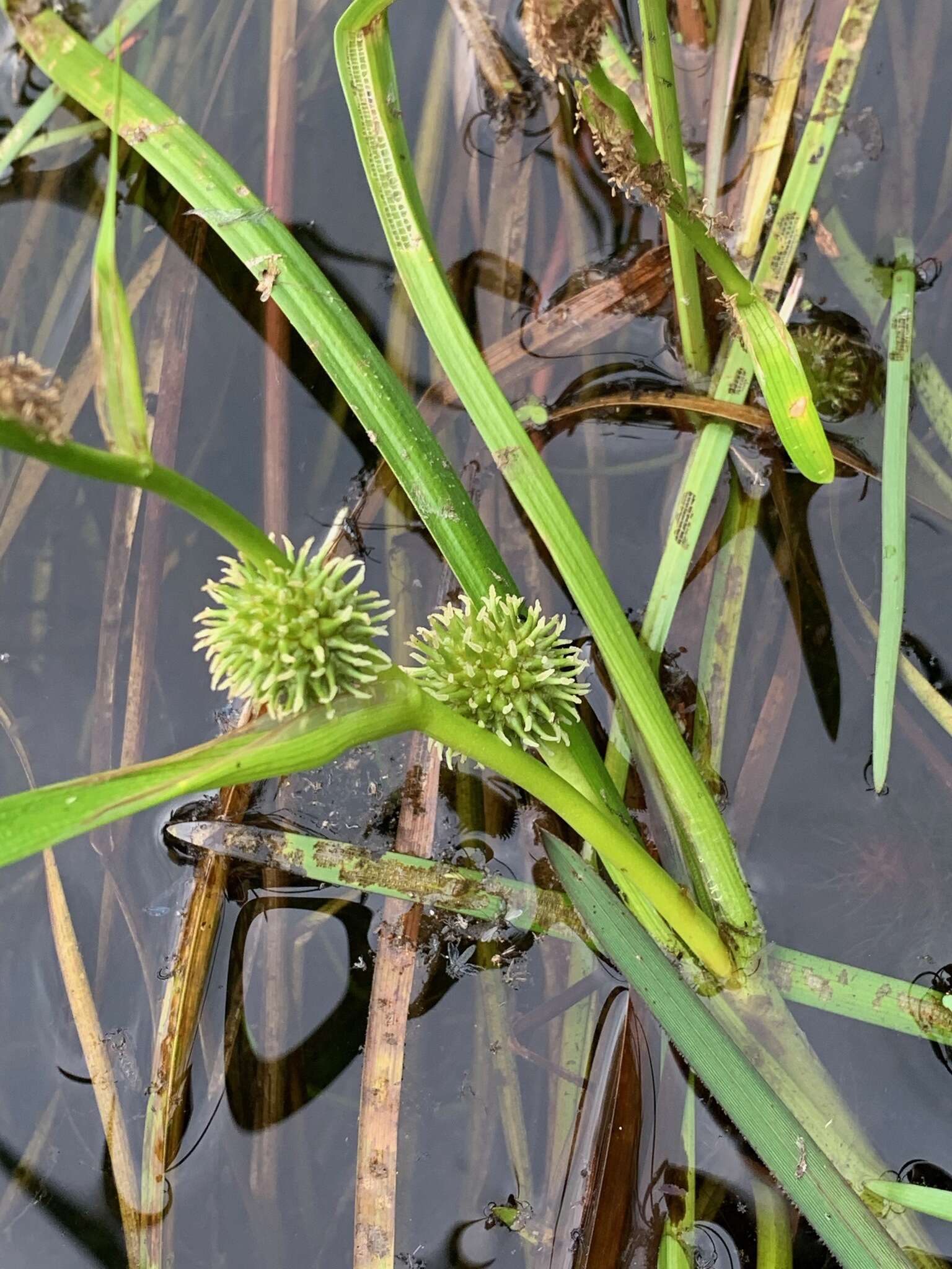 Image of Floating Bur-reed