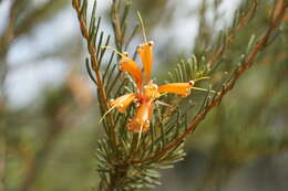 Image of Lambertia ericifolia R. Br.