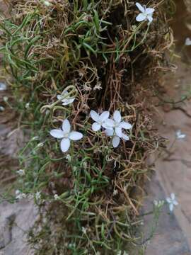 Image of Moehringia tommasinii Marchesetti