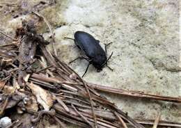 Image of Velvety Bark Beetle