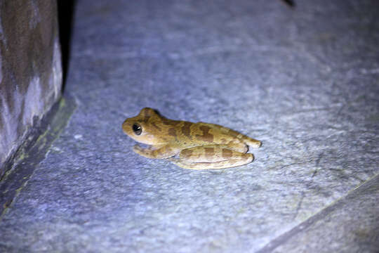 Image of Veragua Cross-banded Treefrog