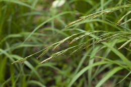 Слика од Carex bostrychostigma Maxim.