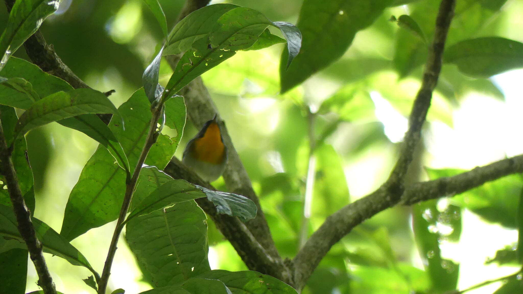 Image of Flame-throated Warbler