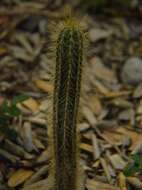 Image of Pilosocereus lanuginosus (L.) Byles & G. D. Rowley