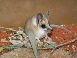 Image of Fat-tailed Dunnart