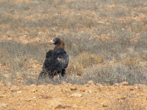 Image of Wedge-tailed eagle