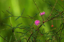 Mimosa quadrivalvis L.的圖片