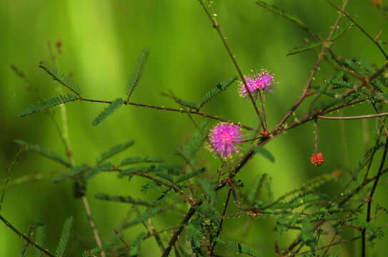 Image of fourvalve mimosa