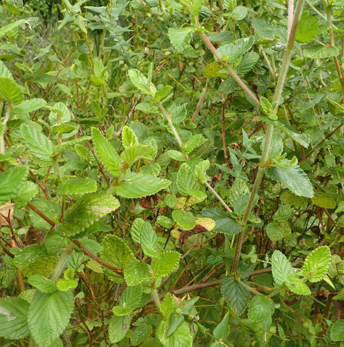 Image of Cliffortia odorata L. fil.
