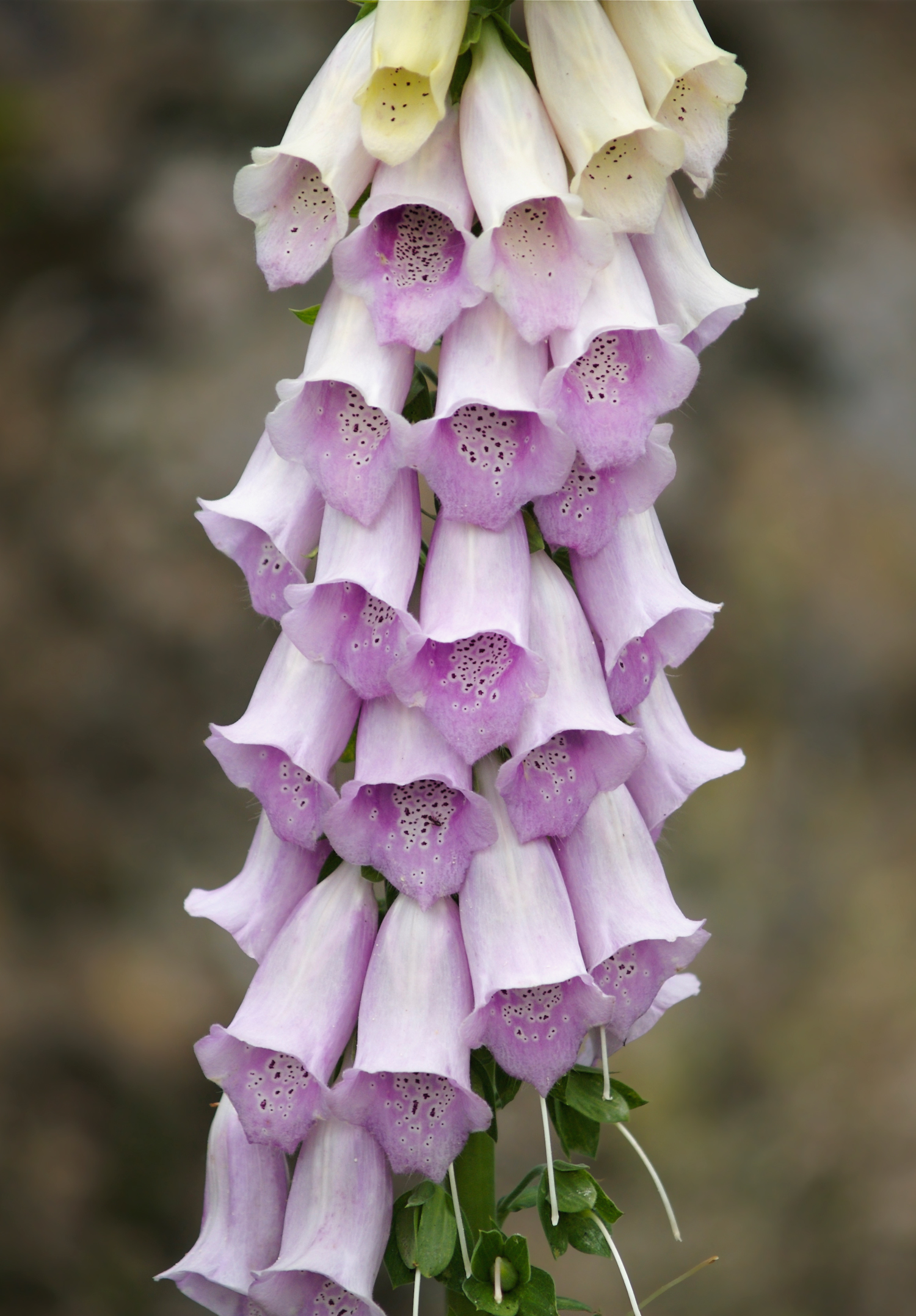 Digitalis purpurea (rights holder: Jrg Hempel)