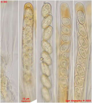 Imagem de Pseudoboubovia benkertii (B. Perić) U. Lindem., M. Vega, B. Perić & Tena 2015