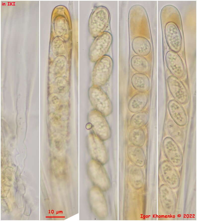 Слика од Pseudoboubovia benkertii (B. Perić) U. Lindem., M. Vega, B. Perić & Tena 2015