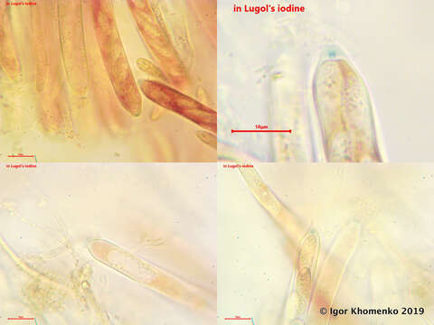 Imagem de Hymenoscyphus caudatus (P. Karst.) Dennis 1964