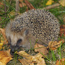 Image of European hedgehog