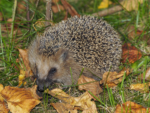 Image of European hedgehog