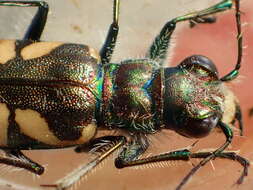 Image of Cicindela (Cicindela) parowana wallisi Calder 1922