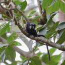 Image of Mottle-face Tamarin