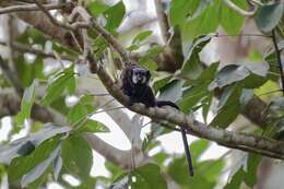 Image of Mottle-face Tamarin