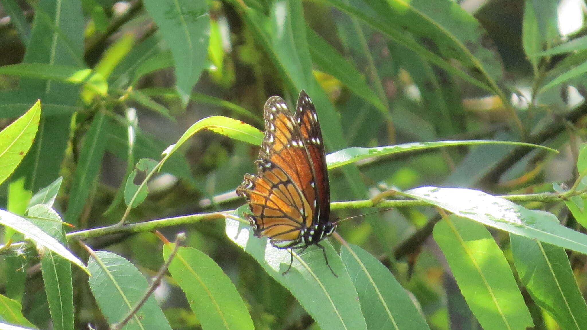 Imagem de Limenitis archippus floridensis Strecker 1878