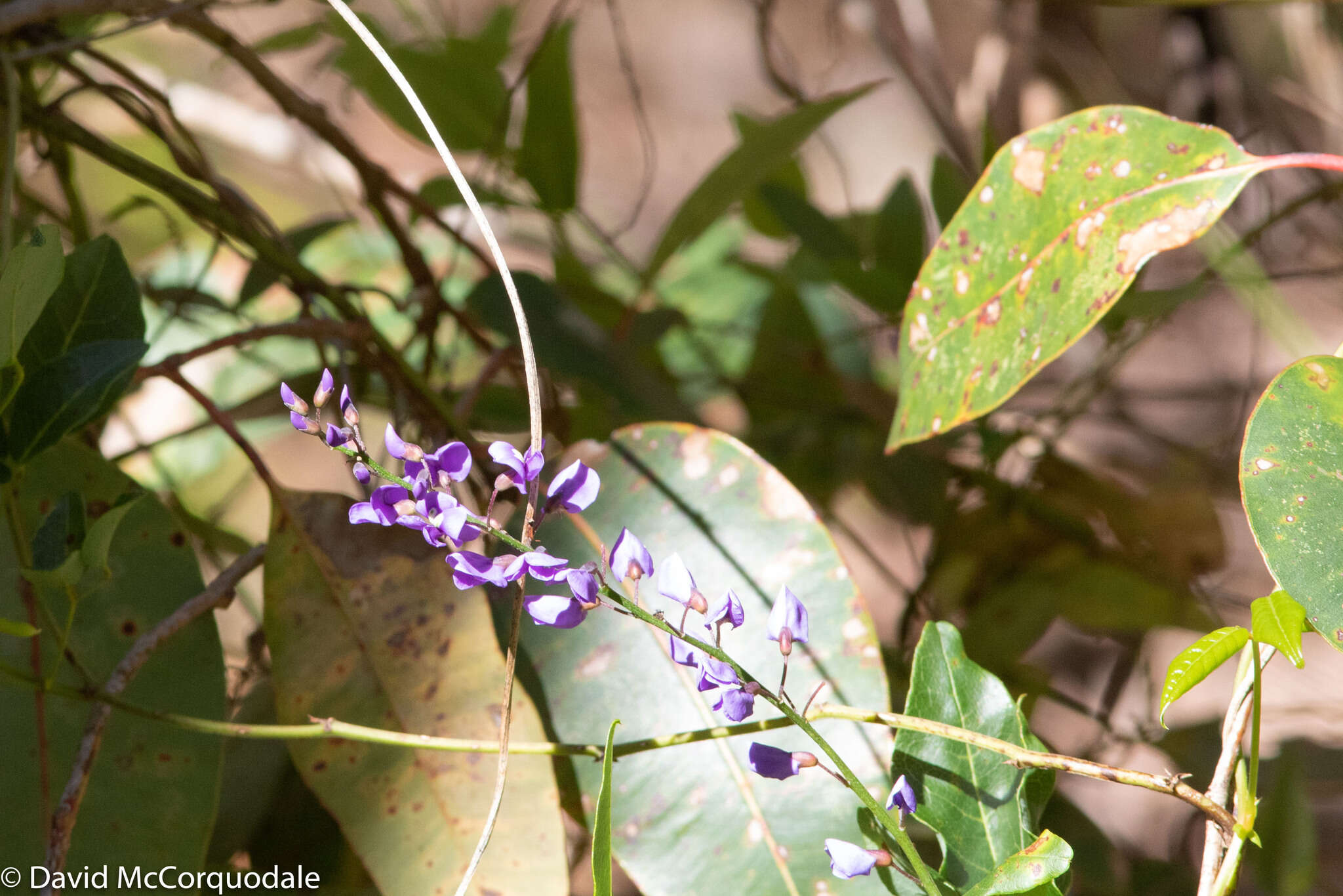 Image of Australian lilac vine