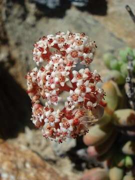 Image of Crassula brevifolia subsp. psammophila Tölken