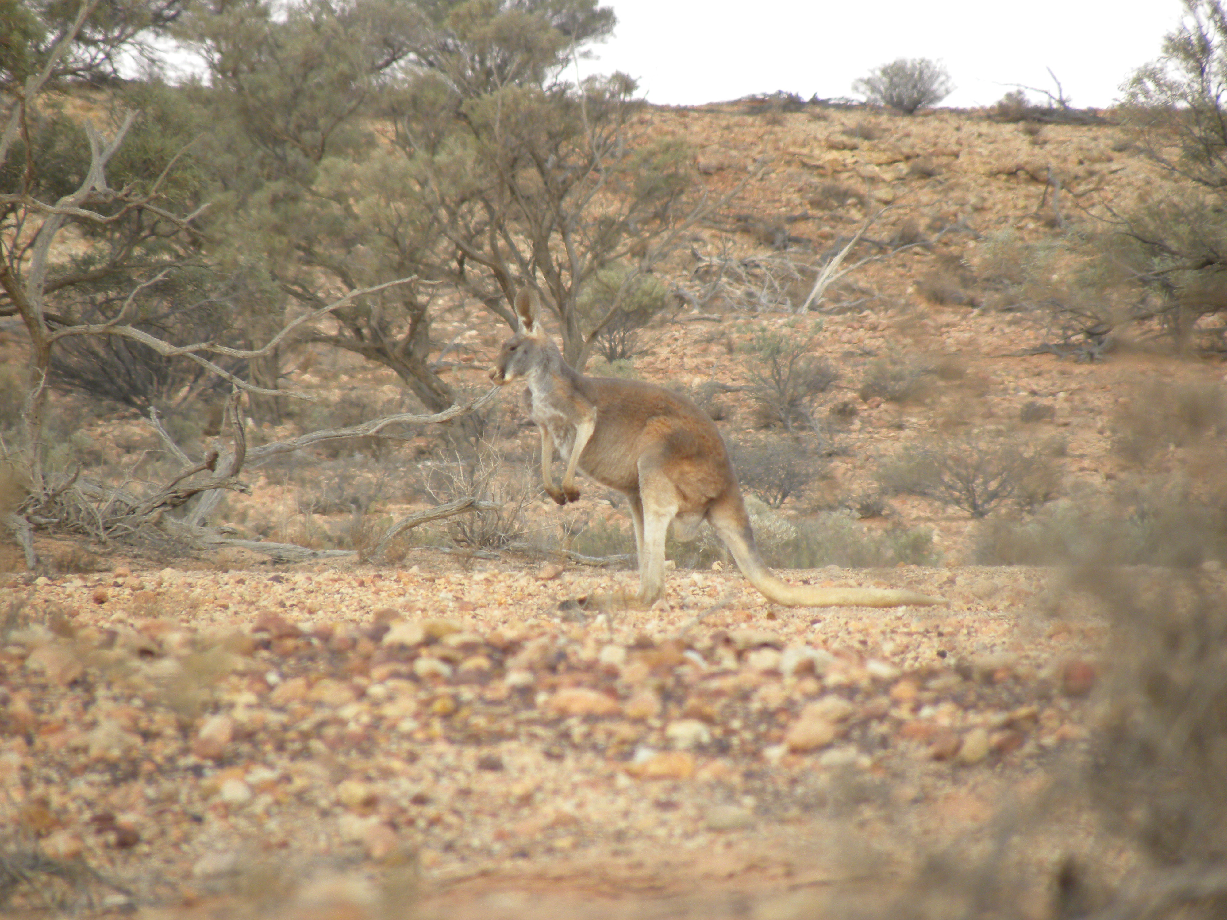 Image of red kangaroo
