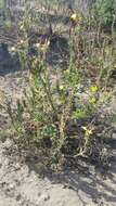 Image of Hooker's evening primrose