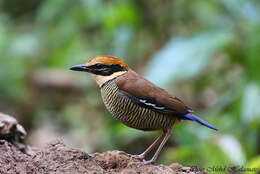 Image of Javan Banded Pitta