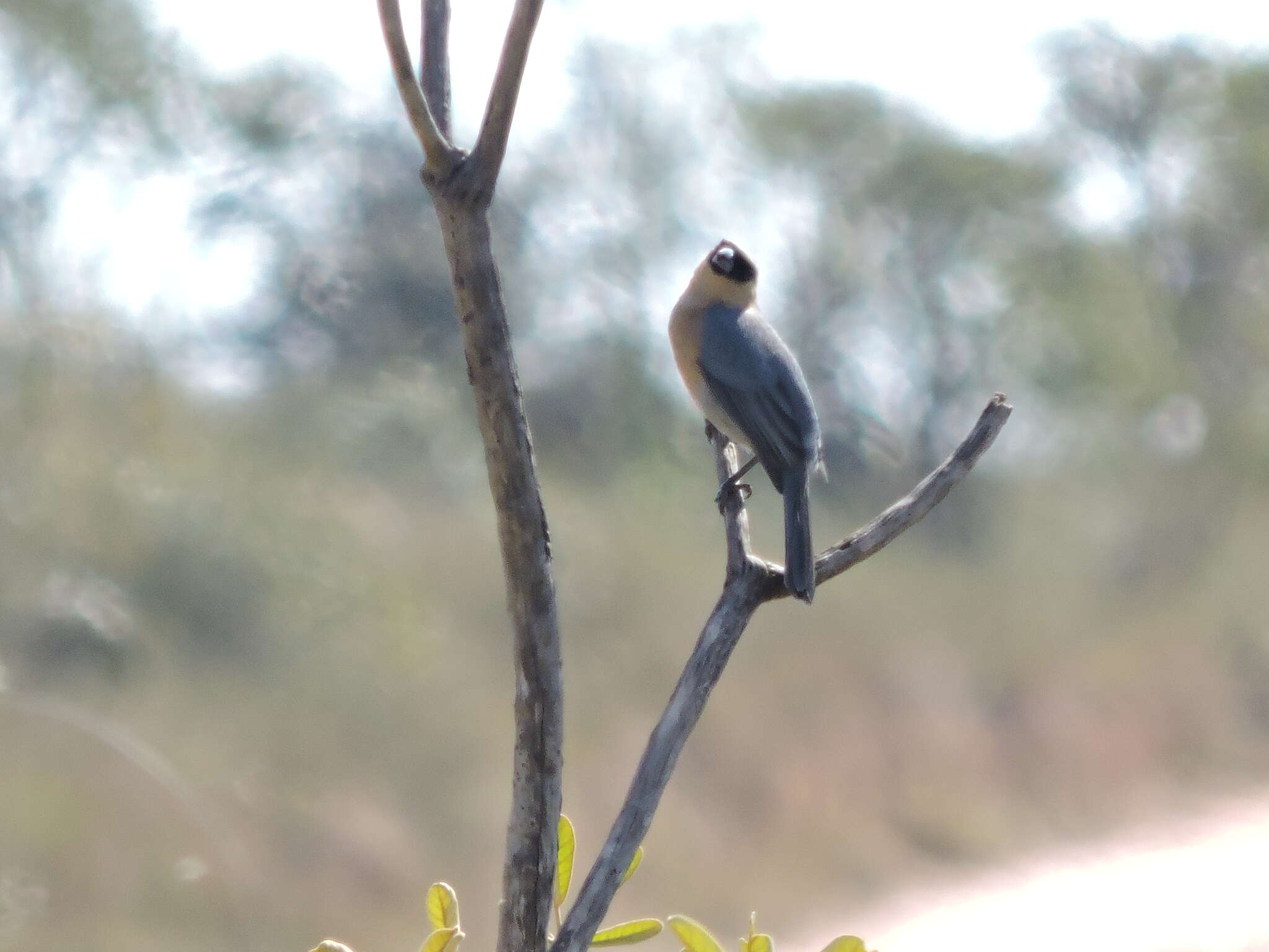 Image of Cinnamon Tanager