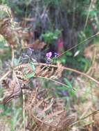 Glycine clandestina Wendl. resmi