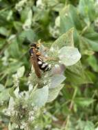 Image of Stizus brevipennis Walsh 1869