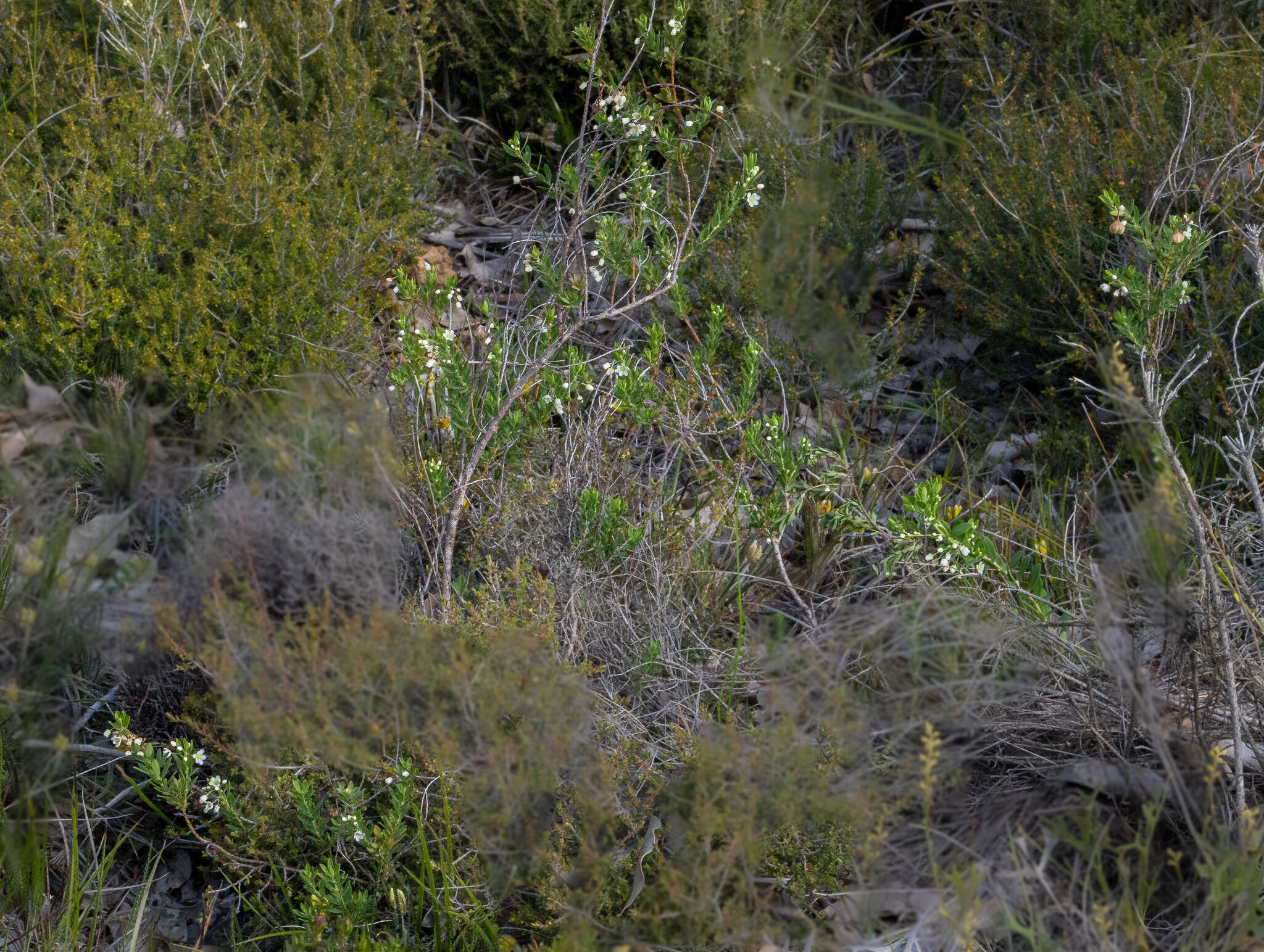 Image de Phyllanthus calycinus Labill.