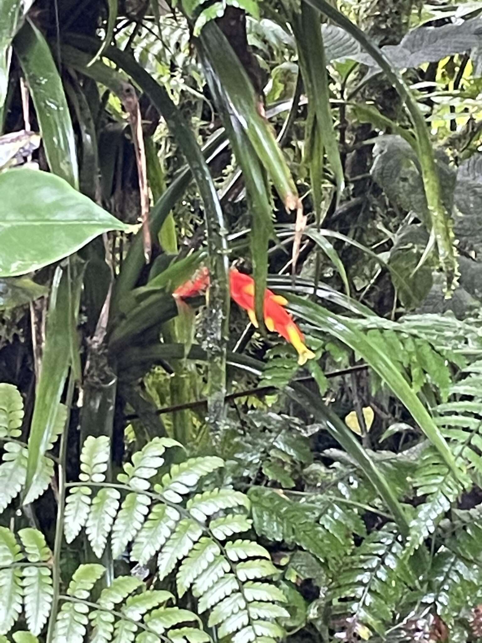 Guzmania nicaraguensis Mez & C. F. Baker的圖片