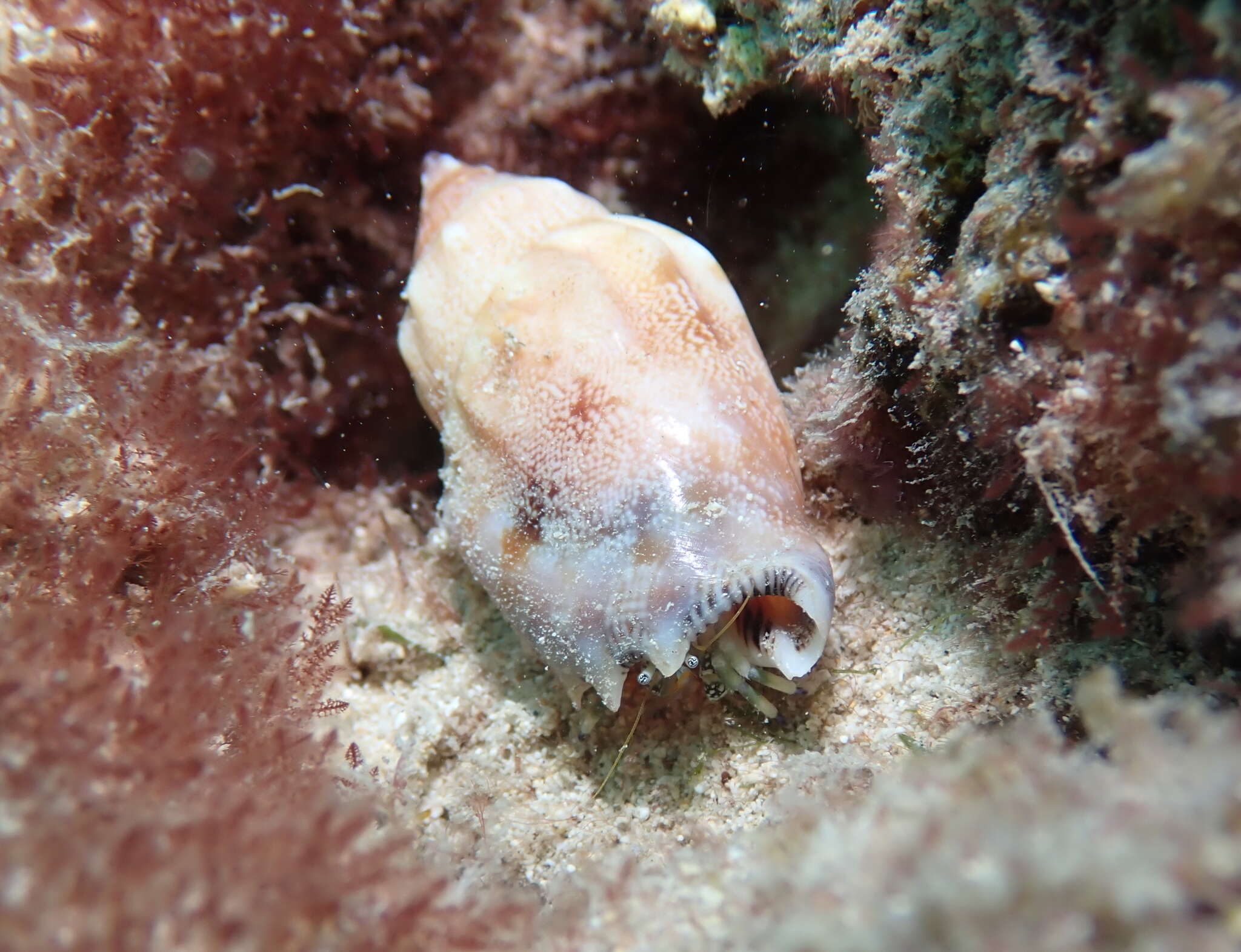 Image of green hermit crab