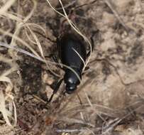 Image of Stenomorpha (Stenomorpha) convexicollis (Le Conte 1854)