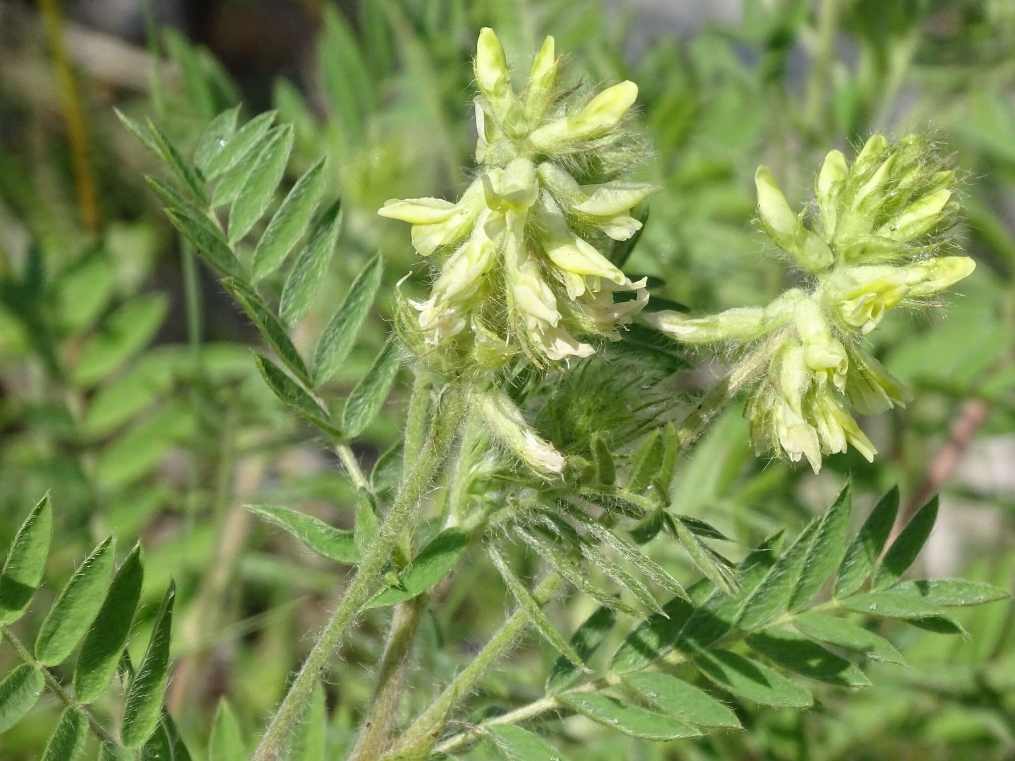 Oxytropis pilosa (L.) DC. resmi