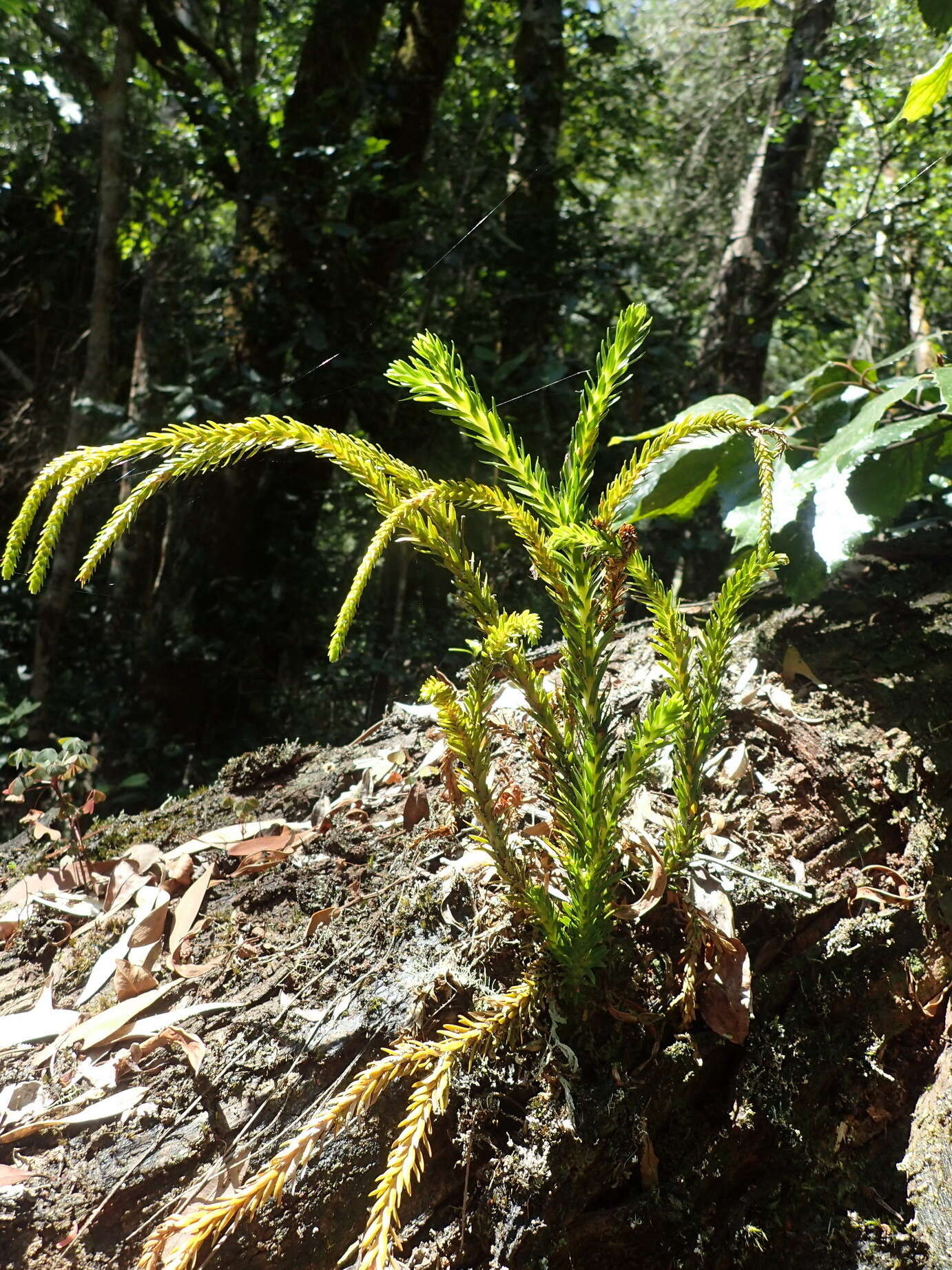 Imagem de Phlegmariurus gnidioides (L. fil.) A. R. Field & Bostock