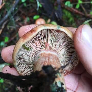 Image of Lactarius rubrilacteus Hesler & A. H. Sm. 1979