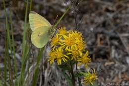 Imagem de Colias canadensis Ferris 1982