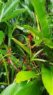 Image of Heliconia richardiana Miq.