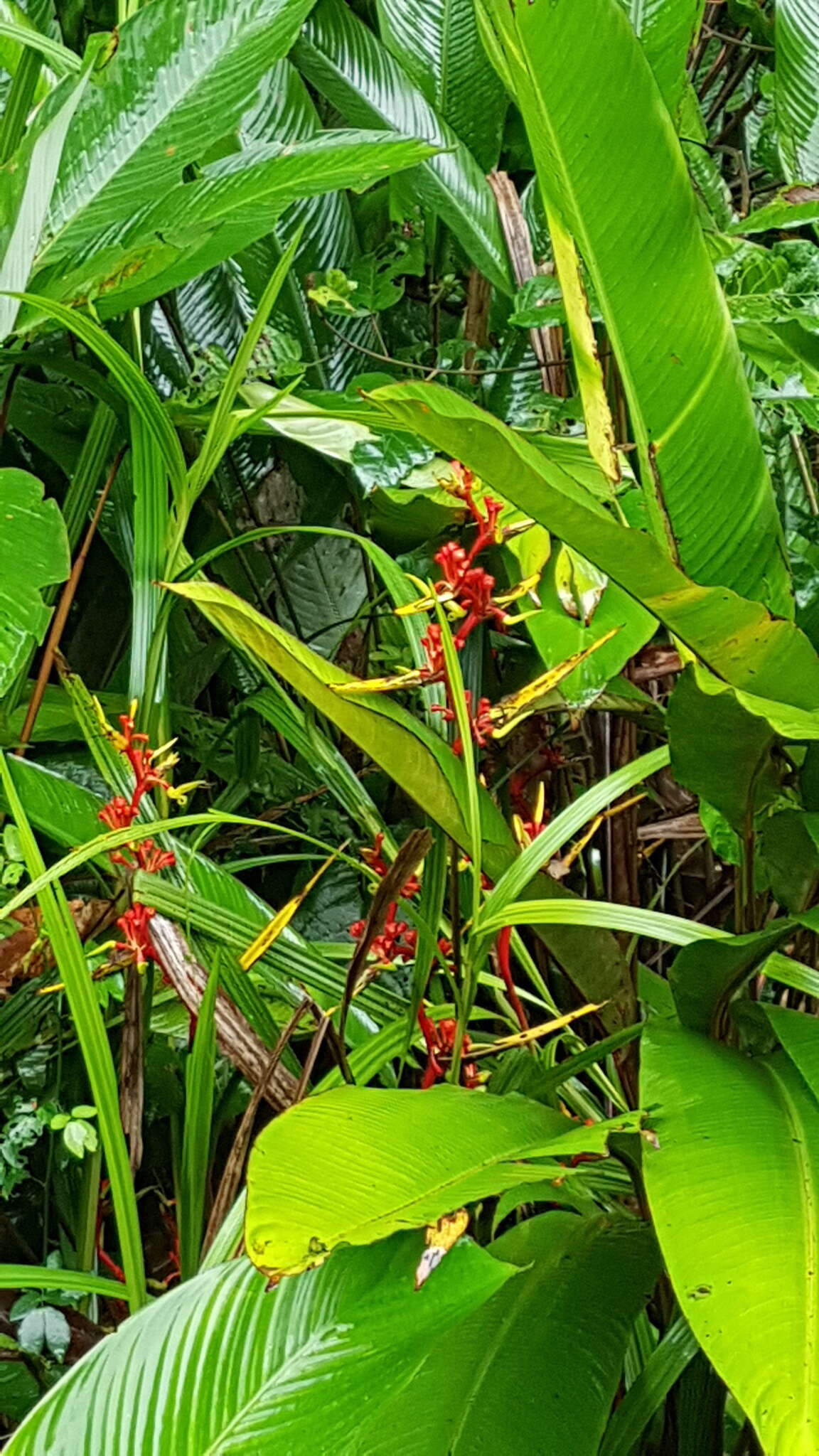 Image of Heliconia richardiana Miq.