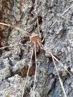 Image of Golden Harvestman