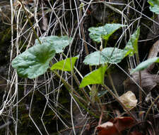 Image de Heuchera novomexicana Wheelock